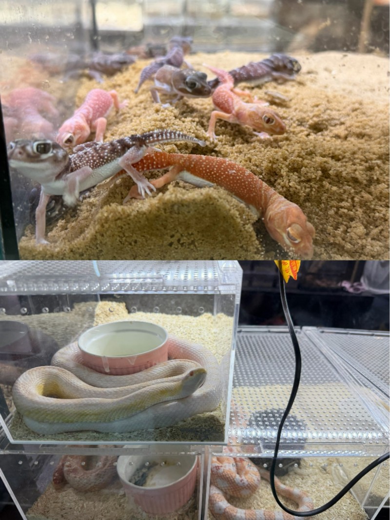 “异宠”买卖饲养链条调查:“异宠热”背后暗藏哪些隐患?