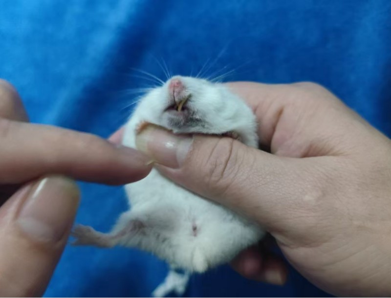 “异宠”买卖饲养链条调查:“异宠热”背后暗藏哪些隐患?