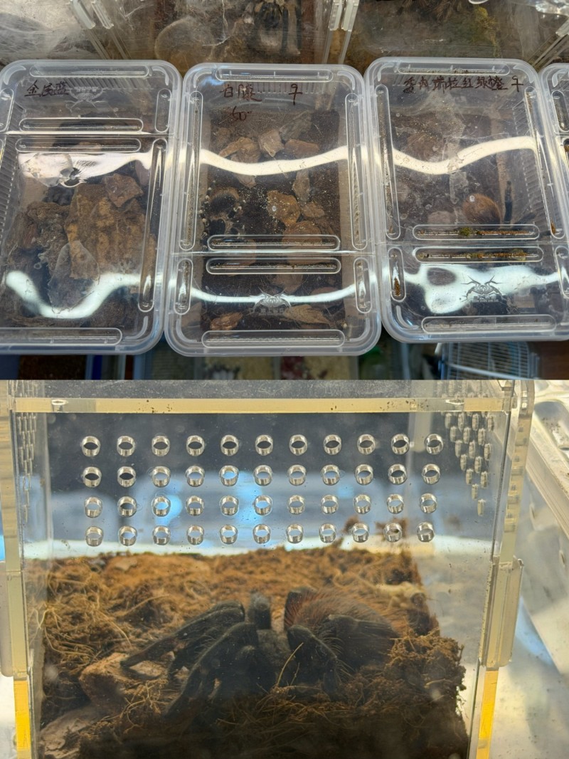 “异宠”买卖饲养链条调查:“异宠热”背后暗藏哪些隐患?