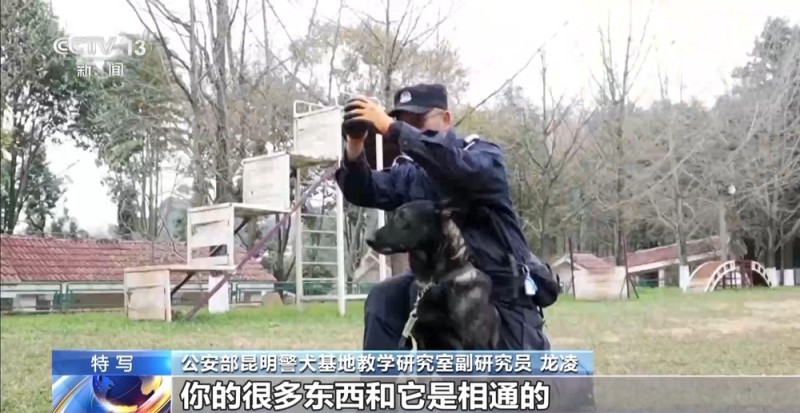 驯导员谈昆明犬:警犬不会演戏 每一次训练都是实战