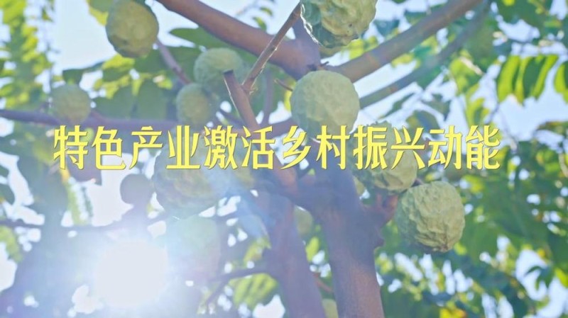 新华视点丨特色产业激活乡村振兴动能