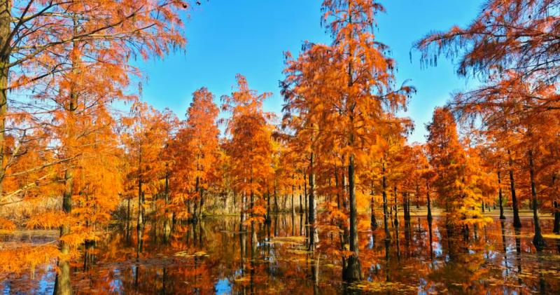 【2025打卡中国】将“安徽故事”融入“世界叙事” 外国博主在皖山皖水间书写文明互鉴新篇