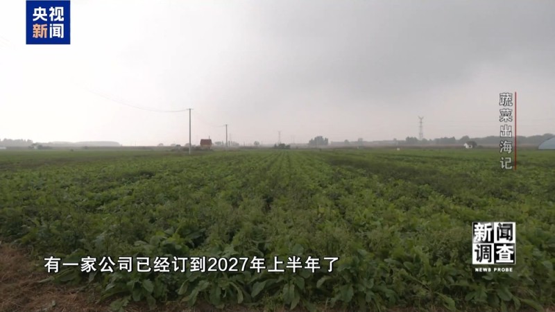 新闻调查丨从追标准到定标准 “中国蔬菜出口第一县”做对了什么？