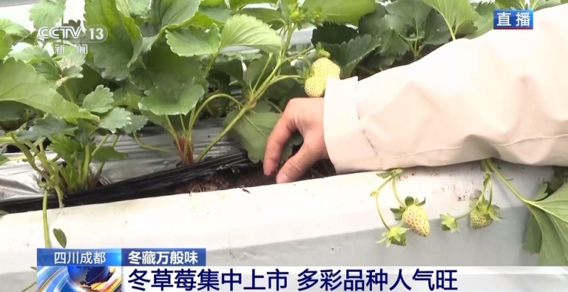 向科技要产量 智慧“草莓工厂”实现四季不断供