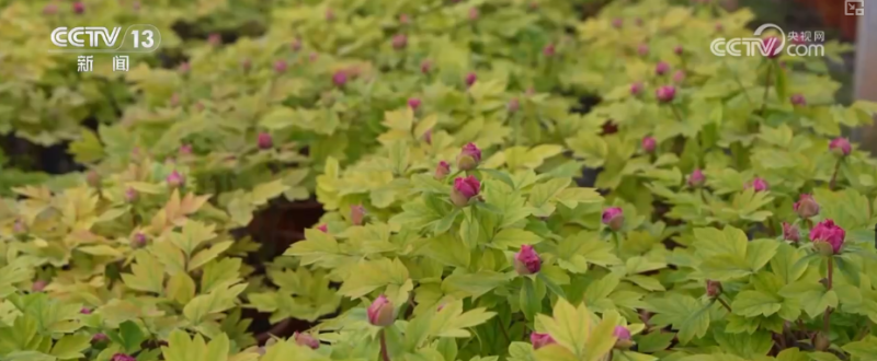 科技加持“美丽经济” 各地年宵花卉集中上市销售火热