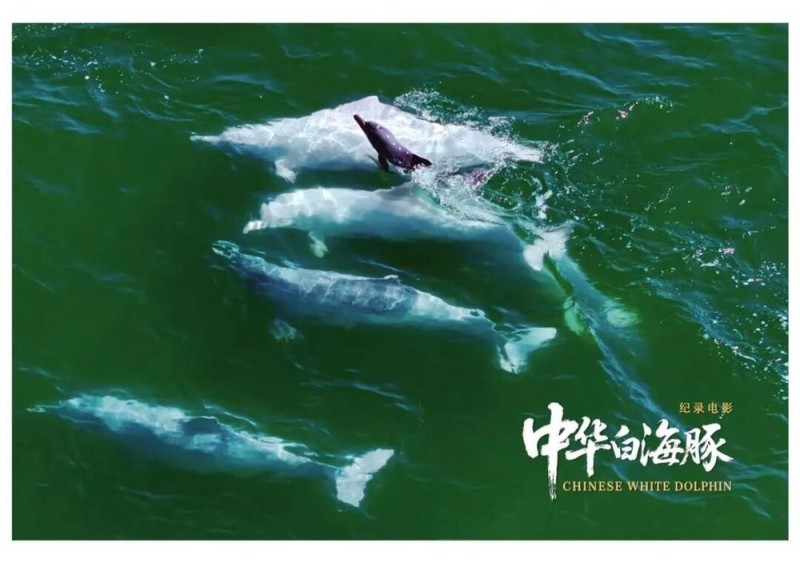 与粤港澳“海洋精灵”相遇 《中华白海豚》12月12日上映 不止于海的生命叙事
