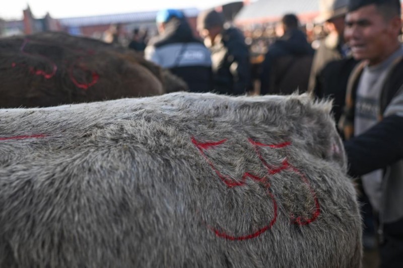 在新疆的巴扎 他们是连接牧场和市场的“纽带”
