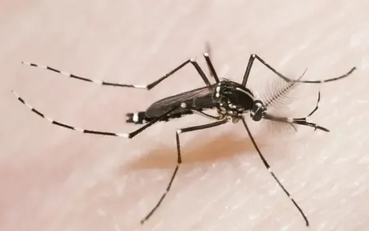 雪地里的“蚊子”不吸血!冬季室内被咬另有元凶→