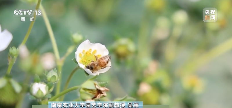 “膨大剂”催熟草莓正大量上市？记者调查→