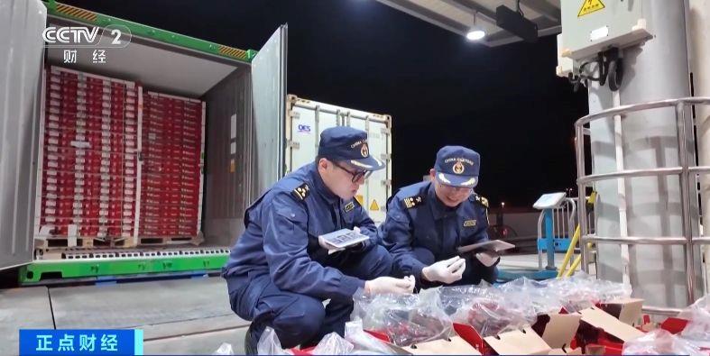 视频丨今年“智利樱桃季”正式启幕 首批海运智利樱桃抵达深圳