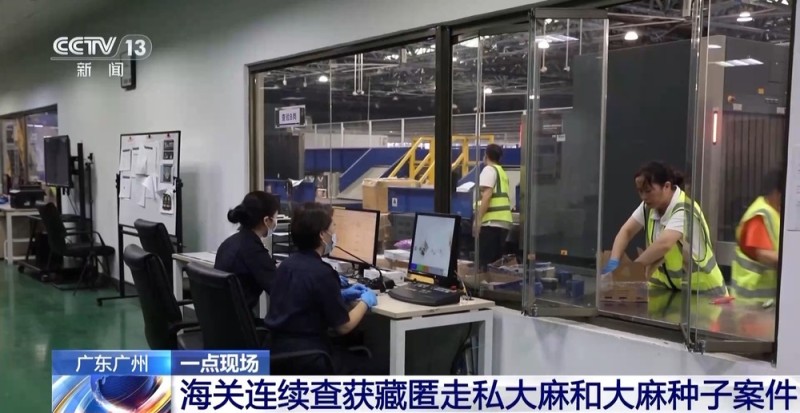 视频丨申报家具变“咖啡”？海关连续查获藏匿走私大麻和大麻种子案件