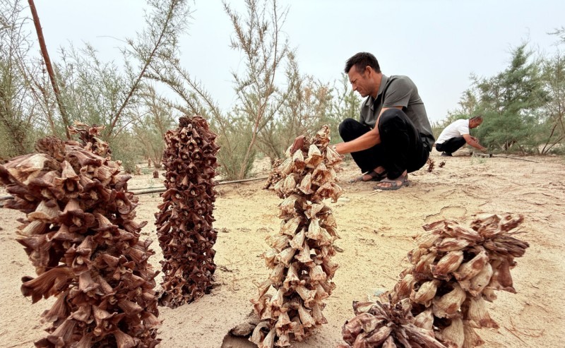 锁边合龙一周年丨从“死亡之海”到“财富绿洲” 看塔克拉玛干如何点沙成金