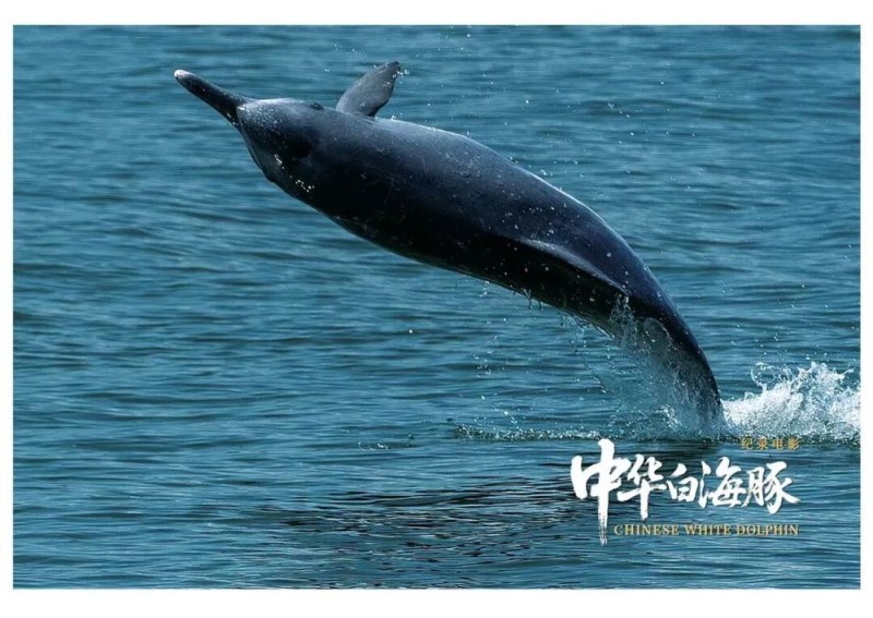 与粤港澳“海洋精灵”相遇 《中华白海豚》12月12日上映 不止于海的生命叙事