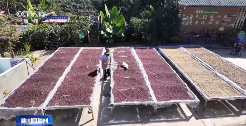 一粒豆一颗柑 中国味道饮品里藏着“绿色致富密码”