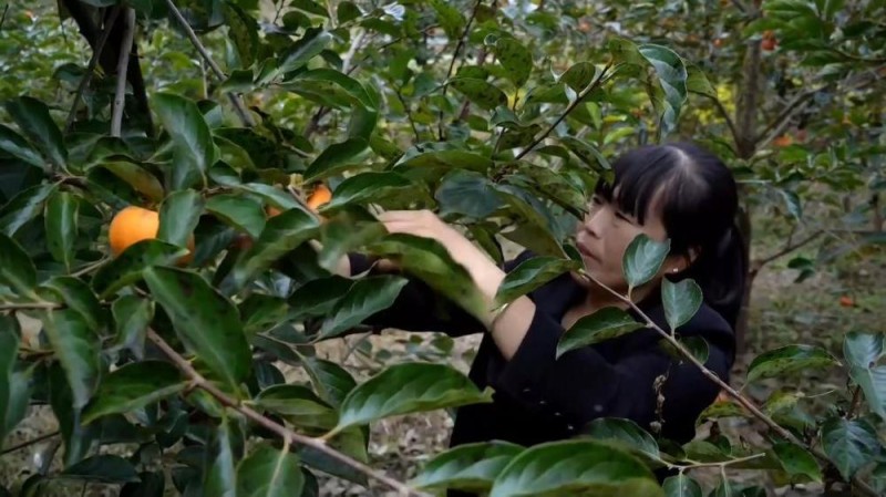 新华视点丨冬日暖阳里 听一首乡村振兴交响曲