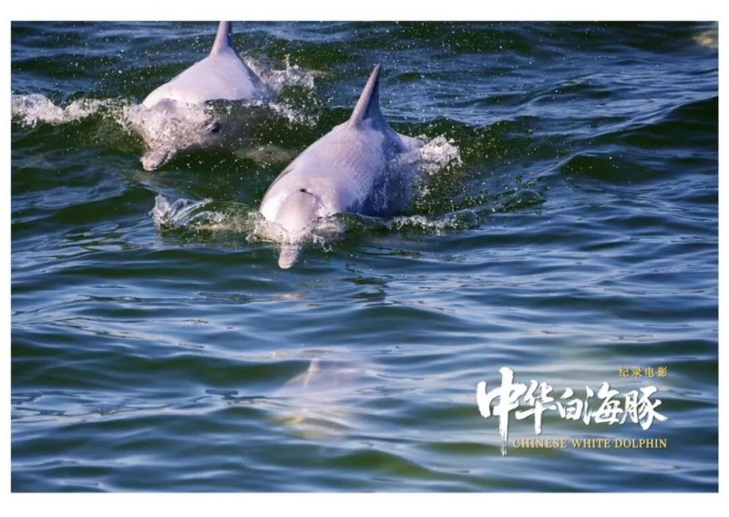 与粤港澳“海洋精灵”相遇 《中华白海豚》12月12日上映 不止于海的生命叙事