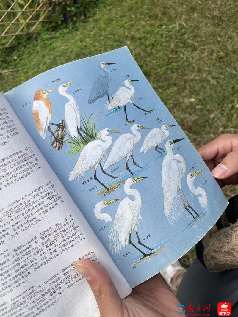 深e度|观鸟,看见大湾区生态的脉动