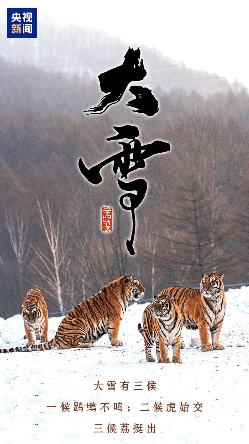 今日大雪，一组海报与你分享冬日快乐