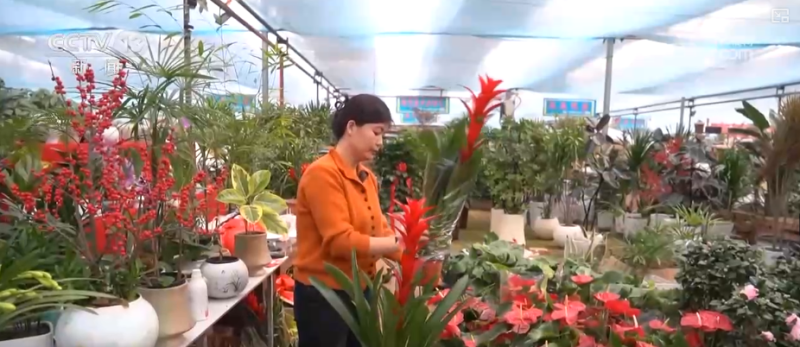 科技加持“美丽经济” 各地年宵花卉集中上市销售火热