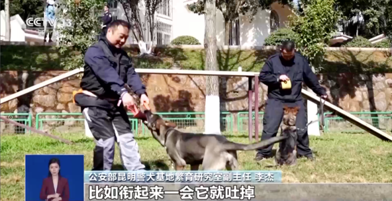 公安部严选!昆明犬为何是警犬界“国货之光”?