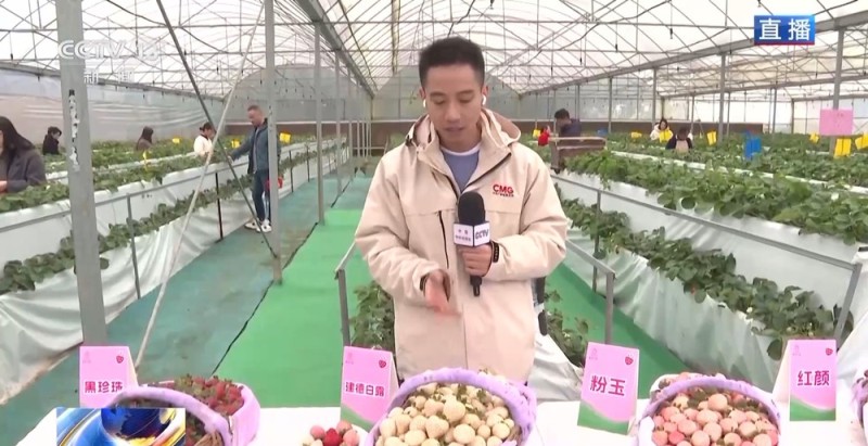 向科技要产量 智慧“草莓工厂”实现四季不断供