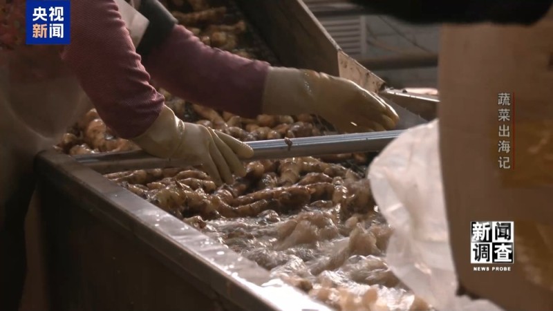 新闻调查丨从追标准到定标准 “中国蔬菜出口第一县”做对了什么？