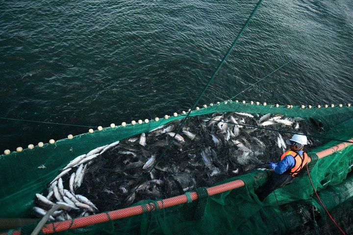 四中全会精神在基层丨青海冷水鱼“游”向餐桌