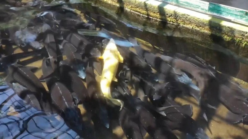 新华视点丨冬日暖阳里 听一首乡村振兴交响曲