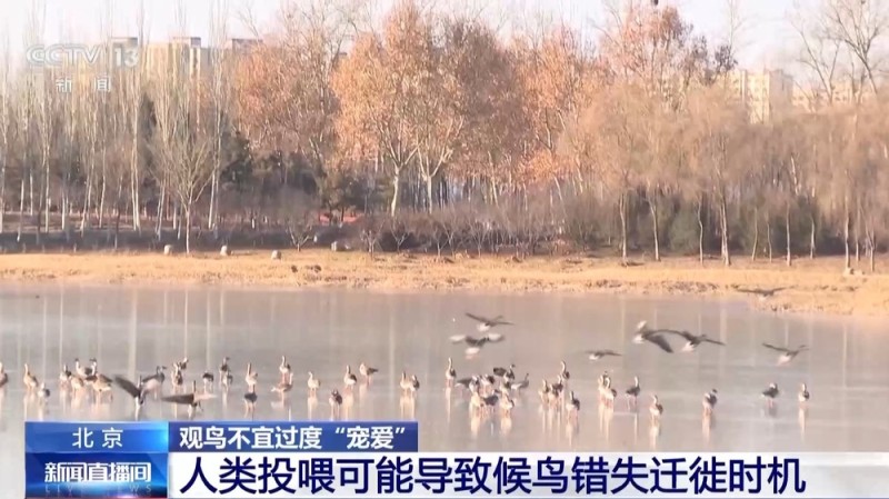 视频丨珍稀鸟类频繁现身公园 如何做到观鸟又不伤鸟?