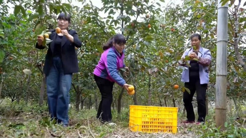 新华视点丨冬日暖阳里 听一首乡村振兴交响曲