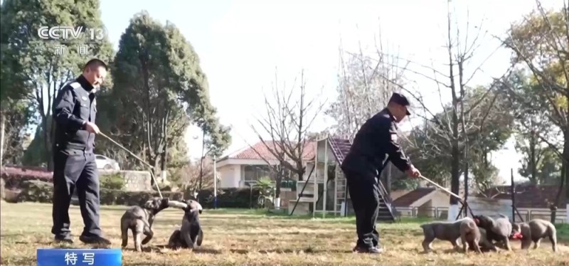 驯导员谈昆明犬:警犬不会演戏 每一次训练都是实战