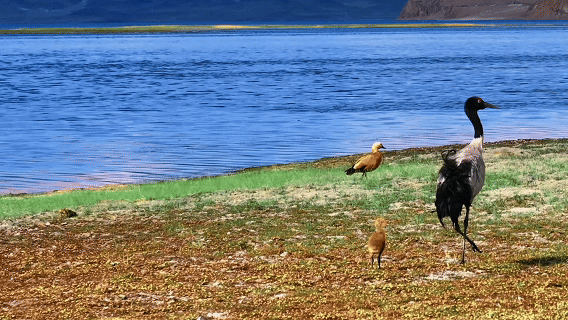 “高冷”经济看发展｜绿意攀高！海拔4000米之上的绿色革命
