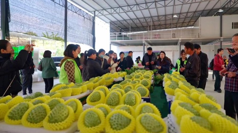 新华视点丨特色产业激活乡村振兴动能