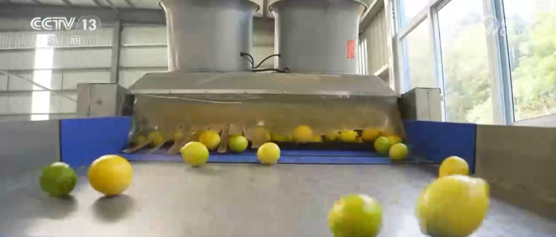 “服务+科技”擦亮特色产业“金字招牌” 农户增收“节节高”