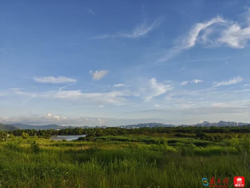 深e度|观鸟,看见大湾区生态的脉动