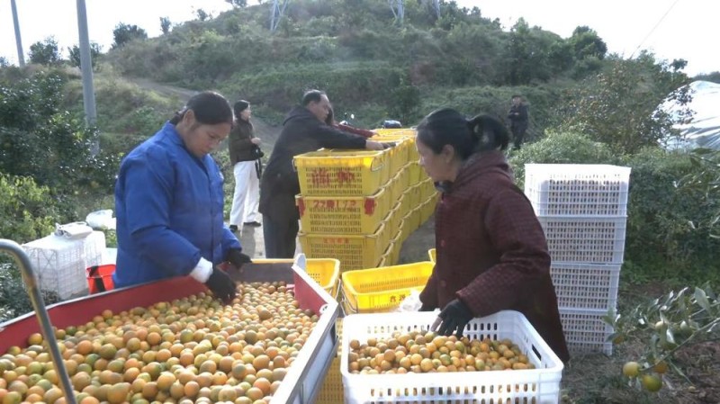 新华视点丨冬日暖阳里 听一首乡村振兴交响曲