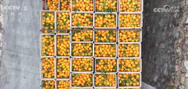 冬“鲜”上市丰富百姓“果盘子”“肉案子” 立体物流网络保障“鲜度直达”