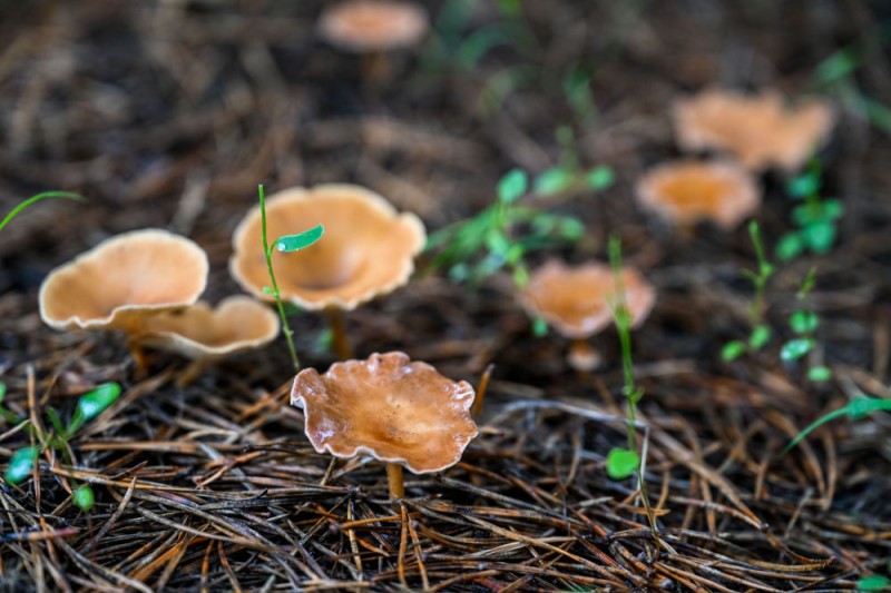 新华鲜报・“十四五”发展亮点｜中国“调色盘”增新绿！森林覆盖率超25%