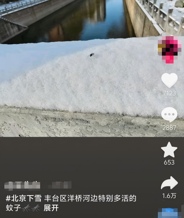雪地里的“蚊子”不吸血!冬季室内被咬另有元凶→