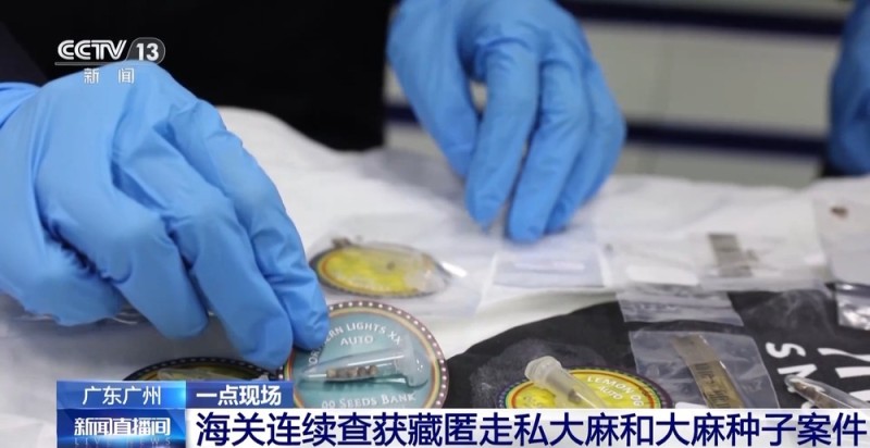视频丨申报家具变“咖啡”？海关连续查获藏匿走私大麻和大麻种子案件