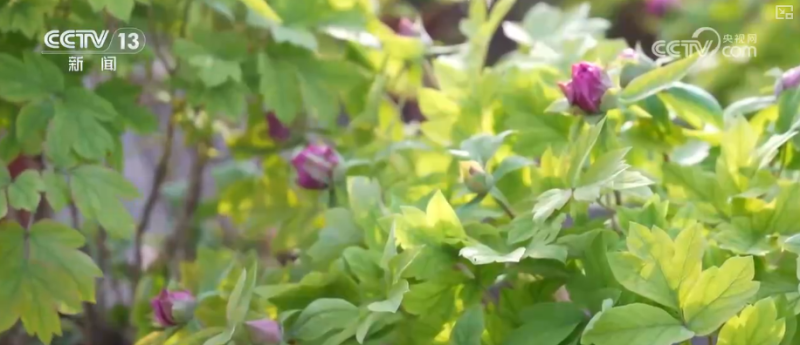 科技加持“美丽经济” 各地年宵花卉集中上市销售火热