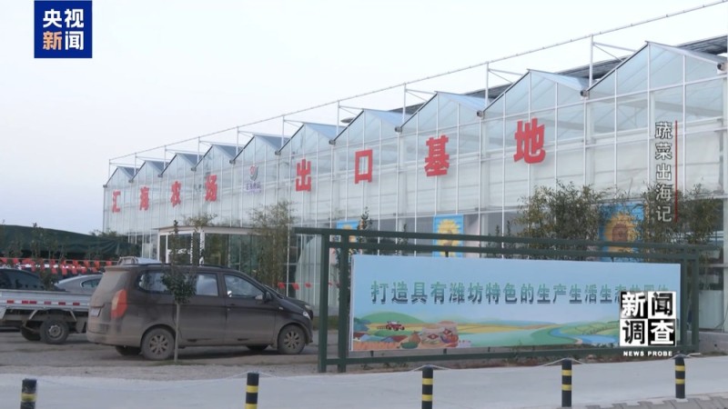 新闻调查丨从追标准到定标准 “中国蔬菜出口第一县”做对了什么？