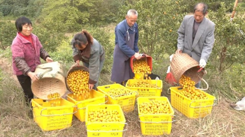 新华视点丨冬日暖阳里 听一首乡村振兴交响曲