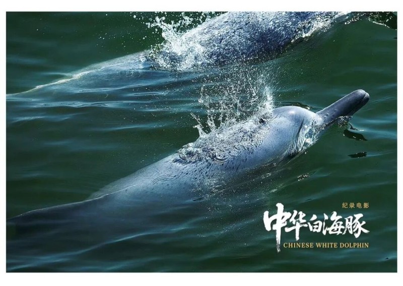 与粤港澳“海洋精灵”相遇 《中华白海豚》12月12日上映 不止于海的生命叙事