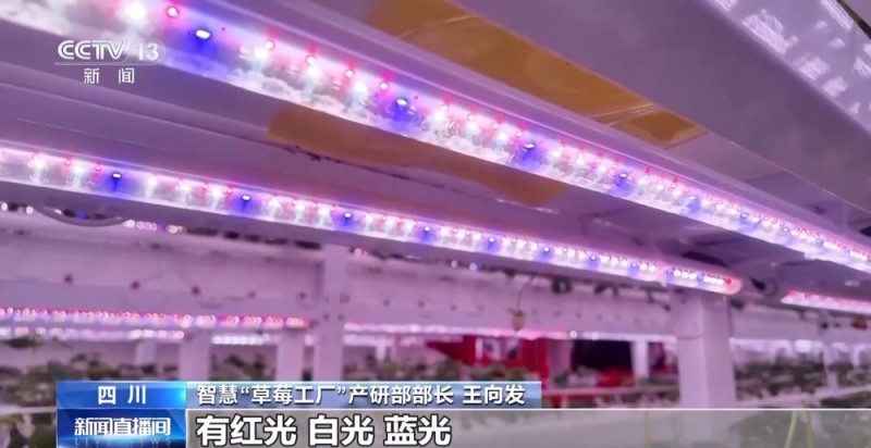 向科技要产量 智慧“草莓工厂”实现四季不断供