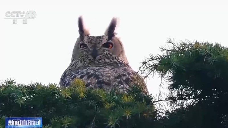 视频丨珍稀鸟类频繁现身公园 如何做到观鸟又不伤鸟?