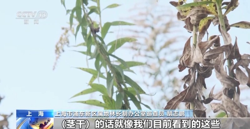 视频丨看到立即上报！上海发现“加拿大一枝黄花”