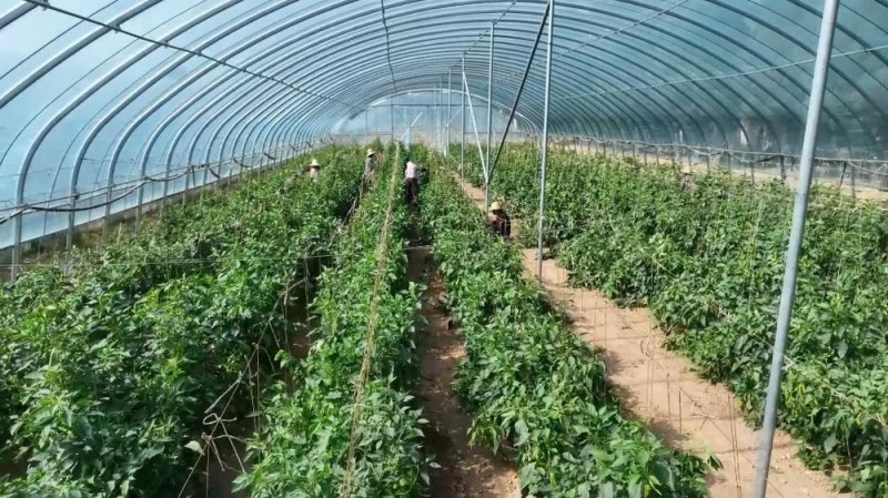 新华视点丨冬日暖阳里 听一首乡村振兴交响曲