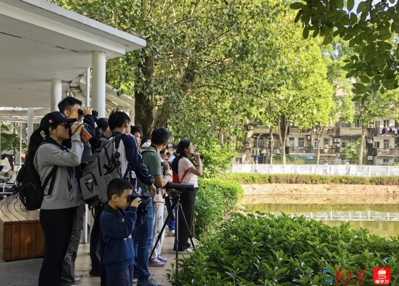 深e度|观鸟,看见大湾区生态的脉动