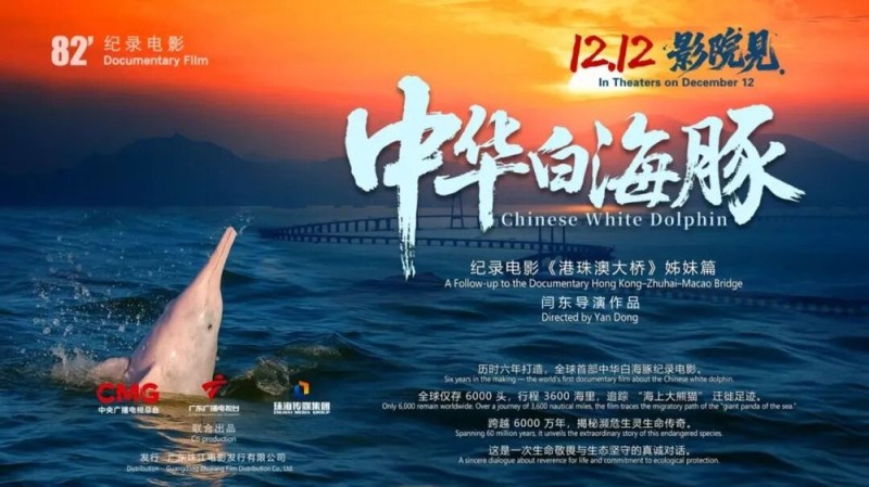 与粤港澳“海洋精灵”相遇 《中华白海豚》12月12日上映 不止于海的生命叙事